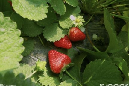 石家庄打造“四位一体”新机制 草莓甜瓜实现两茬种  