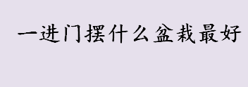 一进门摆什么盆栽最好？进门位置摆放绿萝、兰花怎么样？