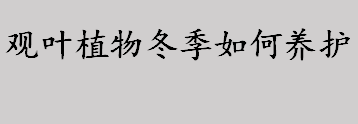 观叶植物冬季如何养护？观叶植物的冬季管理注意事项盘点