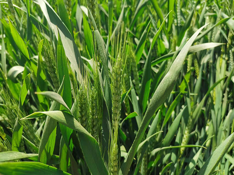 近地层臭氧污染对东亚地区小麦等作物造成显著减产