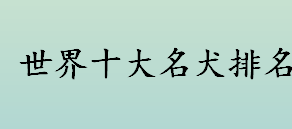 名狗排名中的智商榜第一的是什么狗 世界十大名犬排行榜