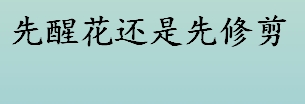 先醒花还是先修剪？醒花的方法介绍