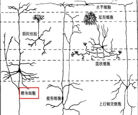 神经元“修复剂”或可“兼职”治疗不孕症 研究发现该药物可促进卵泡发育