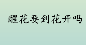 “醒花”是指什么意思？醒花要到花开吗？