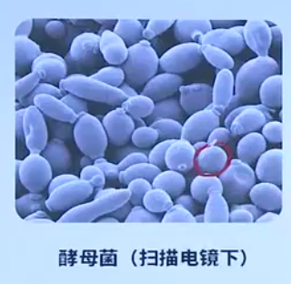 迄今最大细菌可长到2CM 较其他微生物大5000倍左右