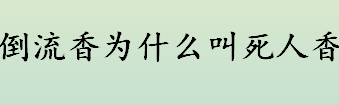 倒流香是什么？倒流香为何被称为死人香？