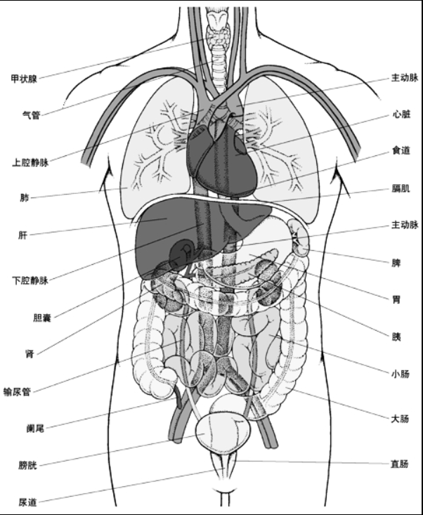 研究发现个体不同器官生物学年龄不同 目前仍缺乏精准估算器官老化率方法