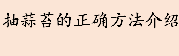 抽蒜苔的工具有哪些 抽蒜苔的正确方法介绍