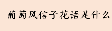 葡萄风信子花语是什么 葡萄风信子花语及寓意介绍