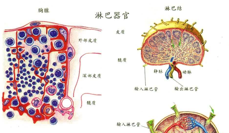 研究发现B细胞生发中心的“玄机” 可影响机体长寿免疫记忆和抗体防御