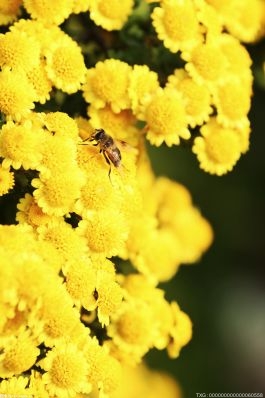 春饮菊花山楂茶不但能养肝明目 而且还有一定的减肥功效