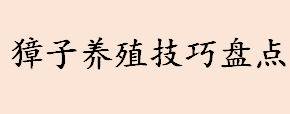 獐子养殖需要注意哪些问题 獐子养殖技巧盘点