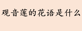 观音莲的花语是什么 多肉植物观音莲象征着什么