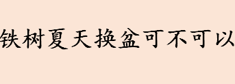 铁树夏天可以换盆吗 铁树换花盆选什么样的好