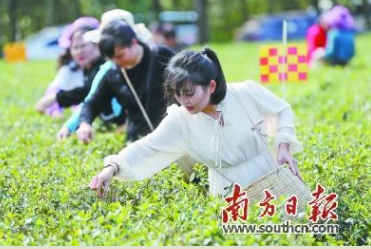 春茶采摘正当时 湛江徐闻3000多亩茶叶正式开摘