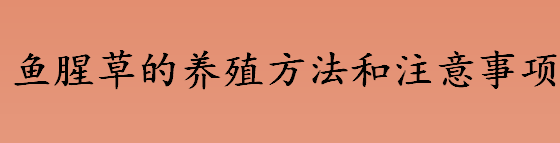 鱼腥草怎么养殖 鱼腥草的养殖方法和注意事项介绍