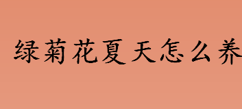 绿菊花夏天养殖温度多少合适 绿菊花夏天怎么养