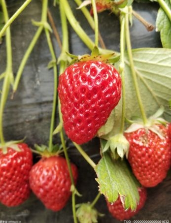 个头太大的草莓与用药有关？草莓真的不是“最脏水果之首”