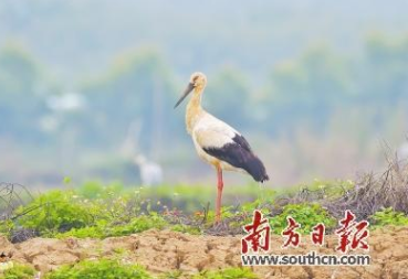 观鸟爱好者大饱了眼福 东方白鹳现身江门新会