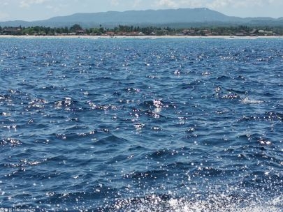 今年河北省将加快恢复白洋淀独特的“荷塘苇海、鸟类天堂”胜景