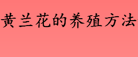 黄兰花耐高温吗 黄兰花的养殖方法和注意事项盘点