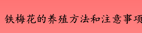 铁梅花在花期时要施肥吗 铁梅花的养殖方法和注意事项