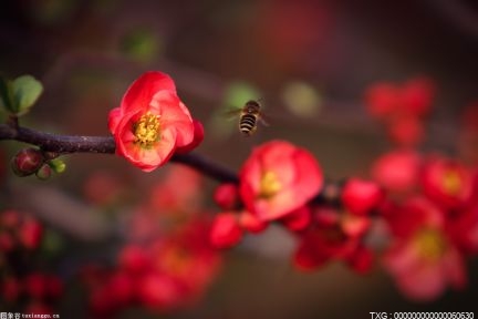 清明时节踏青正当时 北京推出16条徒步主题游线路