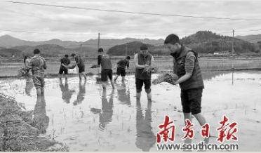 韶关扶溪大米主产地今年预计种植水稻面积1万多亩