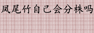 凤尾竹自己会分株吗 凤尾竹怎么分株繁殖