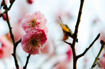 “赏花经济”切忌盲目效仿