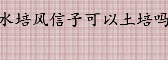 水培风信子可以土培吗？水培风信子转土培的最佳时机是？