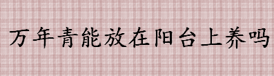 万年青放阳台养行不行 万年青对生长温度有什么要求