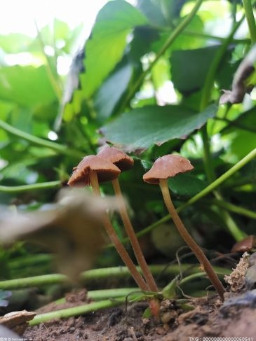 又到一年吃菌季 去年云南省因食用野生菌中毒事件有600余起