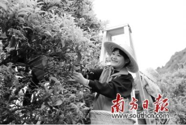 约600岁的“大庵宋种”迎来春茶开采的日子