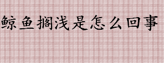 鲸鱼搁浅是怎么回事 声呐噪音对鲸鱼的影响有哪些