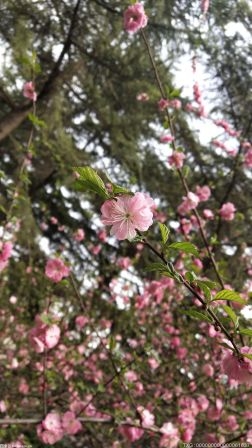 庞咀·首届海棠花艺术节正式开幕