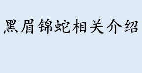 黑眉锦蛇有毒吗 为什么王锦蛇会捕食黑眉锦蛇