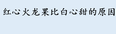 红心火龙果比白心甜的原因是什么 奇异果与猕猴桃是同一种水果吗