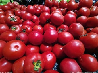 寻回“小时候的番茄味” 南京市首届最好吃番茄擂台赛在浦口举行