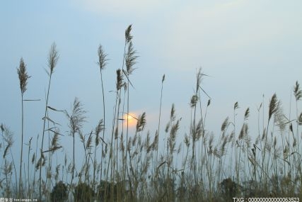 夏季阳气旺盛是养心的季节 夏季养心建议用好这些穴位