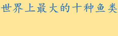 世界上最大的十种鱼类有哪些？鲸鲨性情温和吗 世界鱼类大小排名