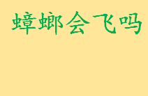 蟑螂会飞吗咬人吗明确答案？蟑螂会飞的原因是什么 会飞的蟑螂介绍