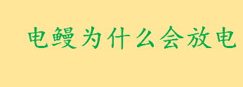 电鳗为什么会放电能电死人吗 电鳗输出的电压有多少伏