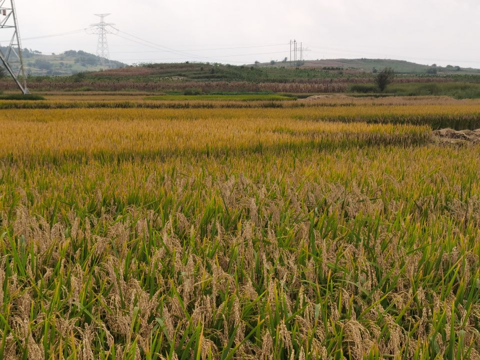 袁隆平超级杂交水稻蒙自市示范基地首次试种的超级稻亩产达到1.2吨