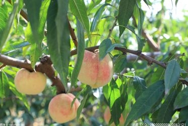 非化学防控防治病虫害 “果园生草+”种植模式助力果农增收