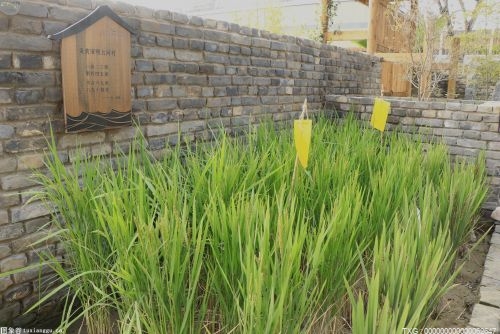 晚稻已进入灌浆期 肇庆市利用植保无人机“一喷二防”保丰收
