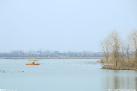 河北曹妃甸湿地和鸟类省级自然保护区再次飞来两只鹈鹕