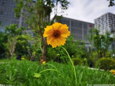 秋末冬初 南京中山植物园的“活化石植物”散发出五彩缤纷的叶色