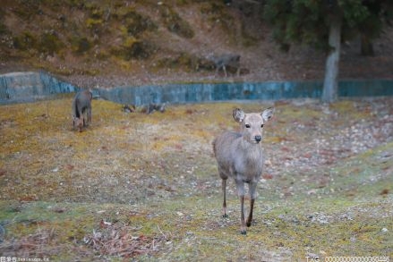 西霞口野生动物园这个季节还能看到什么动物？一起来看看